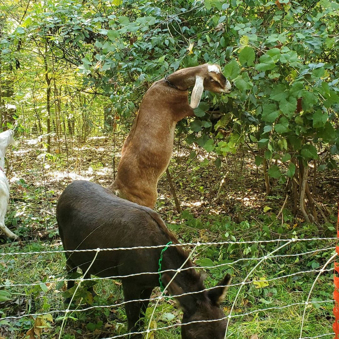 goats